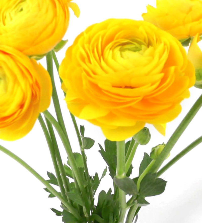 Nurturing Green Ranunculus Perennial Flower Bulbs Yellow by Nurturing
